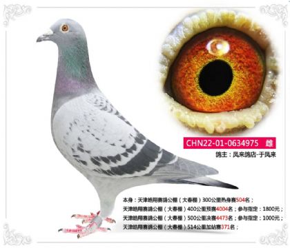 天津皓翔賽鴿公棚(大春棚)514公里加站賽371名