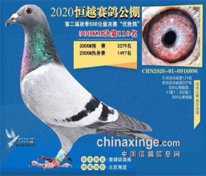 河北霸州恒越國際賽鴿公棚500公里決賽110名 雄