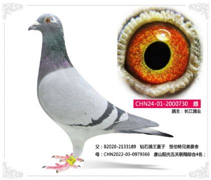 長江鴿業(yè)---- 鉆石鴿王直孫女730 雌