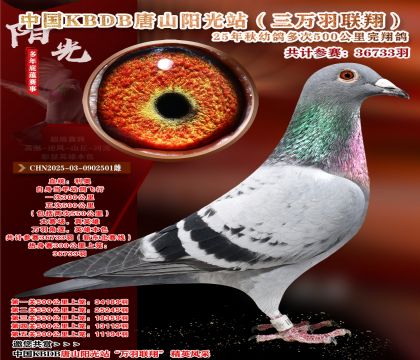 Ї(gu)KBDBf(lin)裨|500x