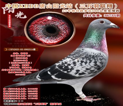 Ї(gu)KBDBf(lin)裨|500x