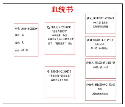 2024-15-0235309血_副本