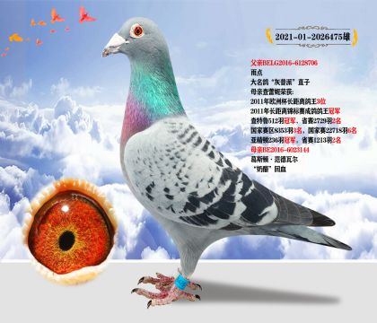 北京壹號鴿舍張斌”奶酪“回血作育