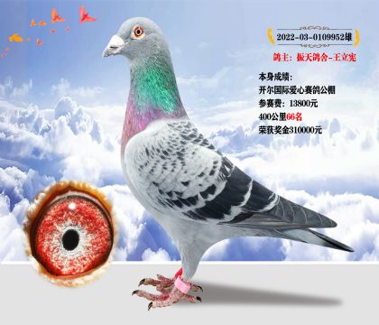 本身成績:開爾國際愛心賽鴿公棚400公里66名