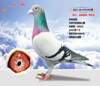 本身成績:天津宇航賽鴿公棚 450公里17名