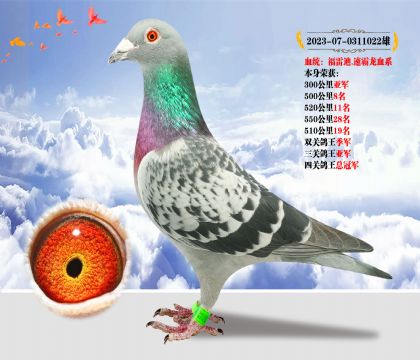 福雷迪.速霸龍血系 本身榮獲四關(guān)鴿王總冠軍