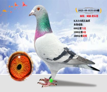 強烈推薦:”血統(tǒng):威廉.迪布恩“ 本身成績1000公里亞軍