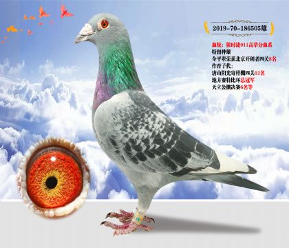 血統(tǒng):保時捷911高輩份血系 特留種雄