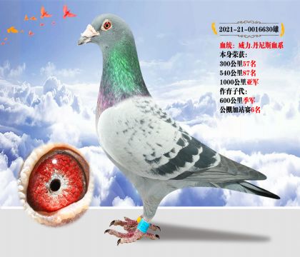 .˹Ѫϵ  s@1000܊