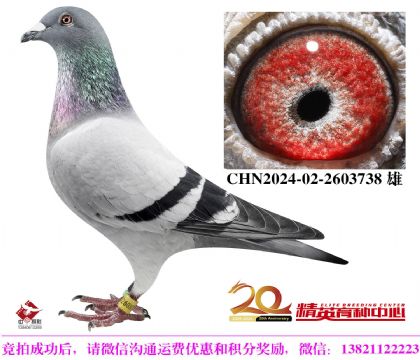 奶酪家族四關(guān)鴿王精粹薈萃