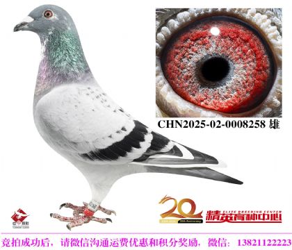 世界銘鴿“最佳基特爾”近親直孫