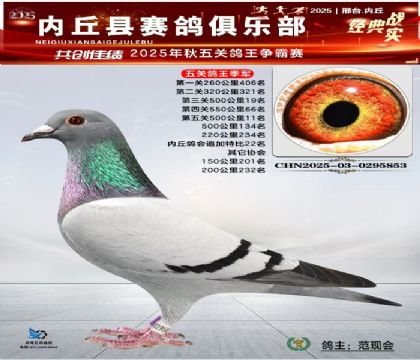 五關(guān)鴿王季軍