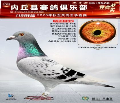 五關(guān)鴿王冠軍