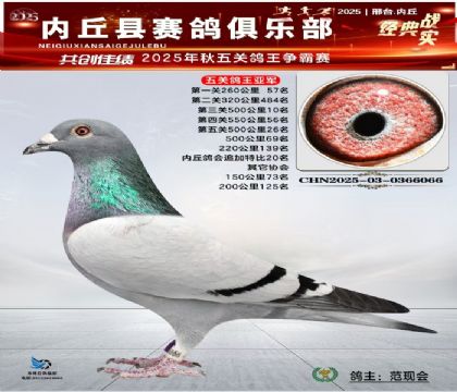 五關(guān)鴿王亞軍