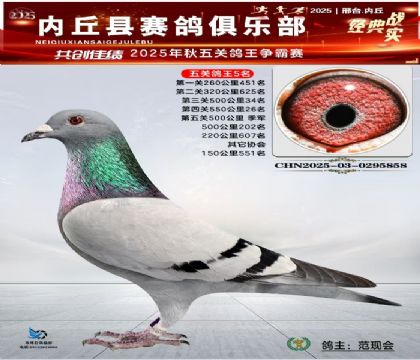 五關(guān)鴿王5名