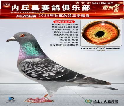 五關(guān)鴿王9名