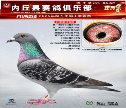 五關(guān)鴿王6名