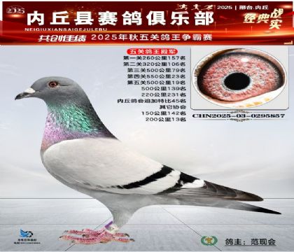 五關(guān)鴿王殿軍