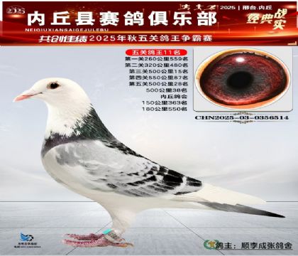 五關(guān)鴿王11名