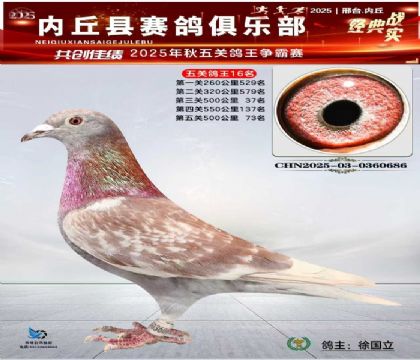 五關(guān)鴿王16名