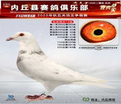 五關(guān)鴿王13名