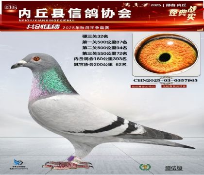 硬三關(guān)鴿王32名