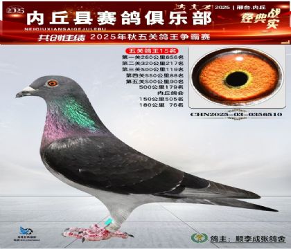 五關(guān)鴿王15名