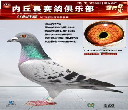 硬三關(guān)鴿王37名