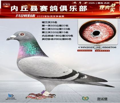 硬三關(guān)鴿王26名