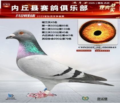 硬三關(guān)鴿王43名