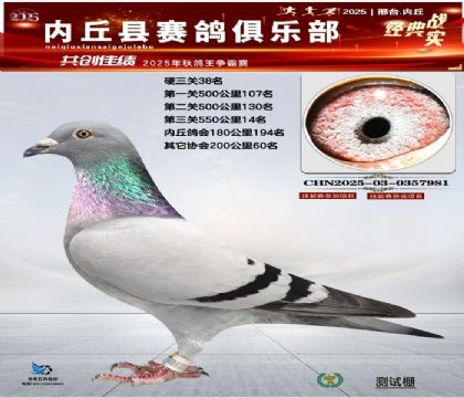 硬三關(guān)鴿王38名