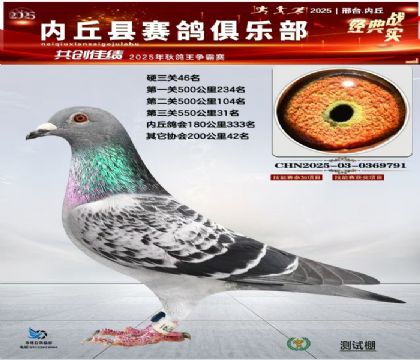 硬三關(guān)鴿王46名