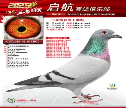 啟航三關(guān)鴿王季軍