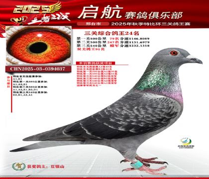 啟航三關(guān)鴿王24名