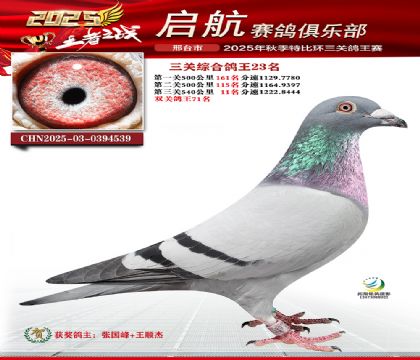啟航三關(guān)鴿王23名