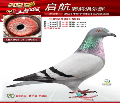 啟航三關(guān)鴿王58名