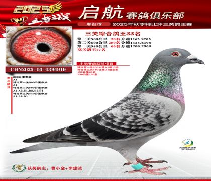 啟航三關(guān)鴿王啟航100-33名
