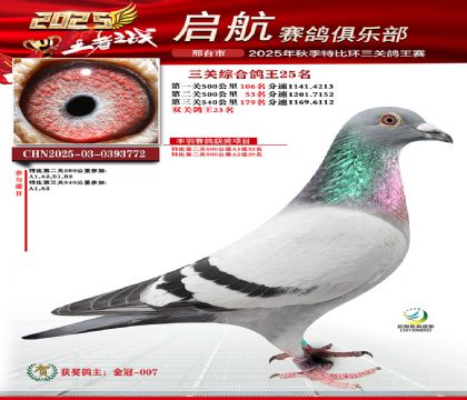 啟航三關(guān)鴿王25名
