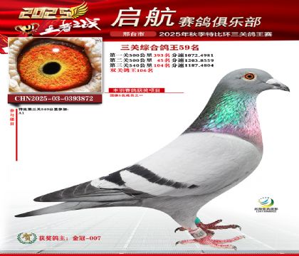 啟航三關(guān)鴿王59名