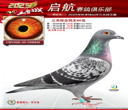 啟航三關(guān)鴿王80名