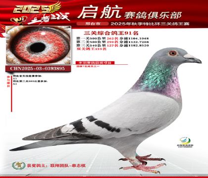 啟航三關(guān)鴿王91名