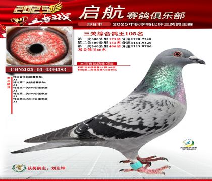 啟航三關(guān)鴿王105名