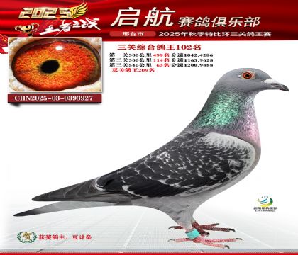 啟航三關(guān)鴿王102名