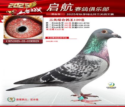 啟航三關(guān)鴿王120名
