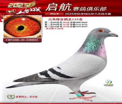 啟航三關(guān)鴿王115名