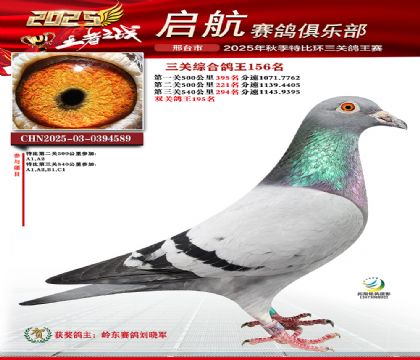 啟航三關(guān)鴿王156名
