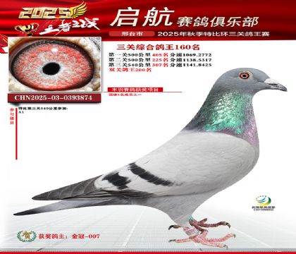 啟航三關(guān)鴿王160名