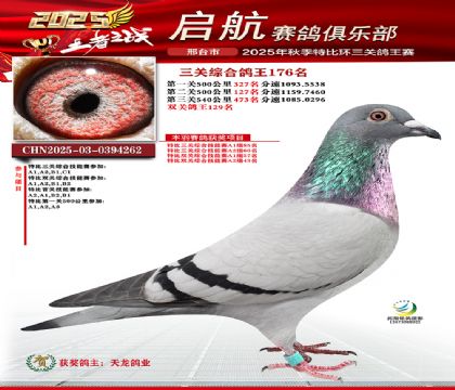 啟航三關(guān)鴿王176名