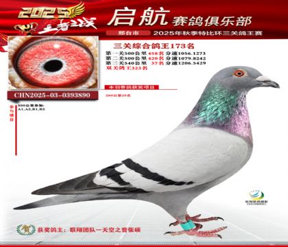 啟航三關(guān)鴿王173名