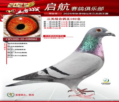 啟航三關(guān)鴿王182名